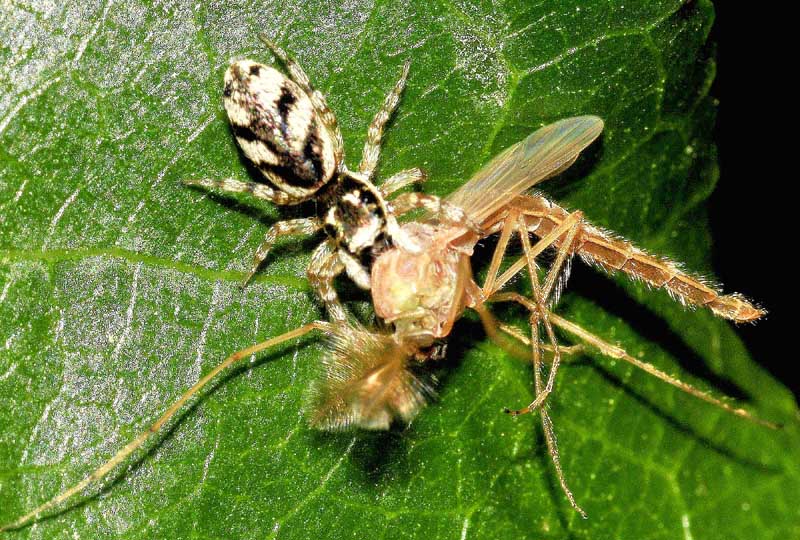Salticus sp. - Oasi Naturalistica di Manzolino (MO)